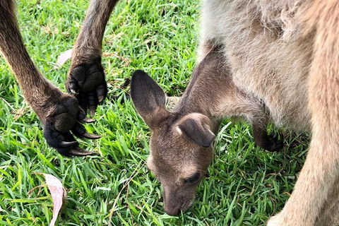 Coffin Bay Oysters, Ocean & Nature Tour - Accommodation Resorts 10