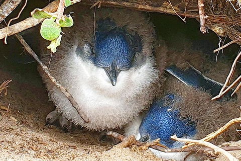 Bruny Island Day Tour, Includes Lunch And Exclusive Lighthouse Tour - Accommodation Resorts 1