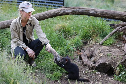 After Dark Tasmanian Devil Feeding Tour At Cradle Mountain - Accommodation Resorts 3