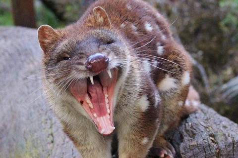 After Dark Tasmanian Devil Feeding Tour At Cradle Mountain - Accommodation Resorts 4