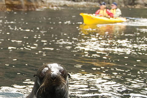 Tasman Peninsula Full Day Kayaking Tour - Accommodation Resorts 1