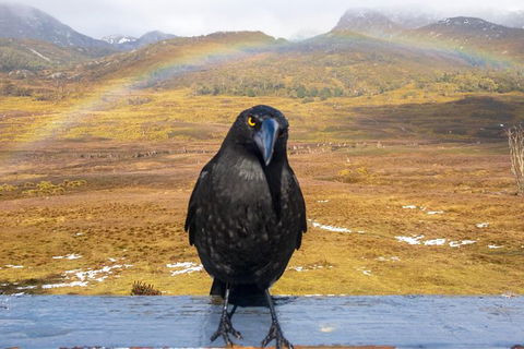 Cradle Mountain Park Explorer - Accommodation Resorts 5