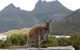Cradle Mountain Guided Walk With Gourmet Hamper - thumb 2