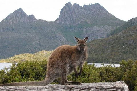 Cradle Mountain Guided Walk With Gourmet Hamper - Accommodation Resorts 2
