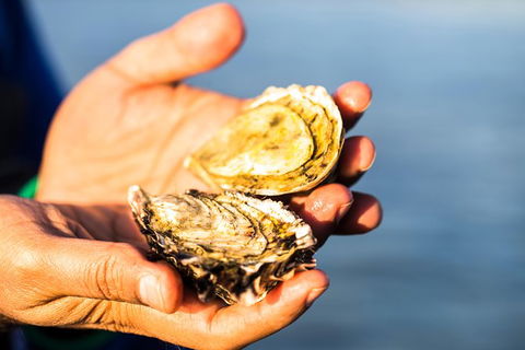 Full Day Tour Hobart: East Coast Classic Wine, Beach, Oysters, Seafood & Berries - Accommodation Resorts 11