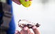 Full Day Tour Hobart: East Coast Classic Wine, Beach, Oysters, Seafood & Berries - thumb 18
