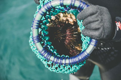Deep-to-Dish: Tasmanian Seafood Experience - Afternoon Tour - Accommodation Resorts 5