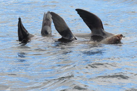 Derwent River Day Sail From Sullivan Cove And Return - Accommodation Resorts 5