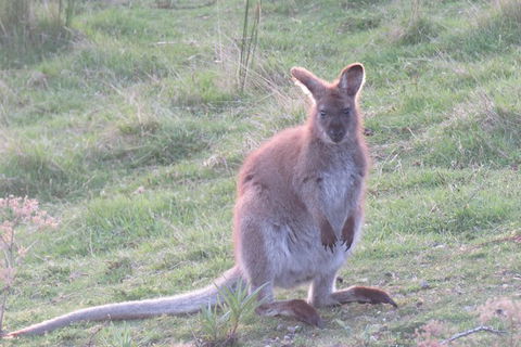 Maria Island And East Coast Five Day Cruise - Accommodation Resorts 7