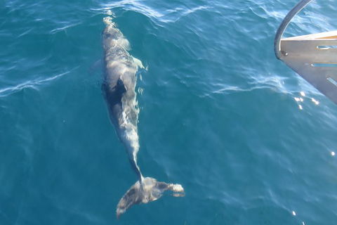 Maria Island And East Coast Five Day Cruise - Accommodation Resorts 4