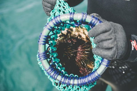 Deep-to-Dish: Tasmanian Seafood Experience - Morning Tour - Accommodation Resorts 6