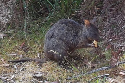 Cruise Ship Excursion: NW Tassie Coastal Explorer - Accommodation Resorts 5