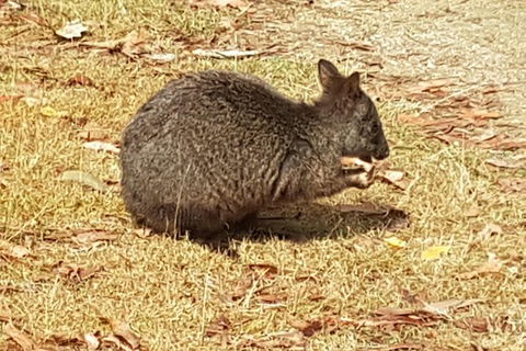 Cruise Ship Excursion: NW Tassie Coastal Explorer - Accommodation Resorts 4
