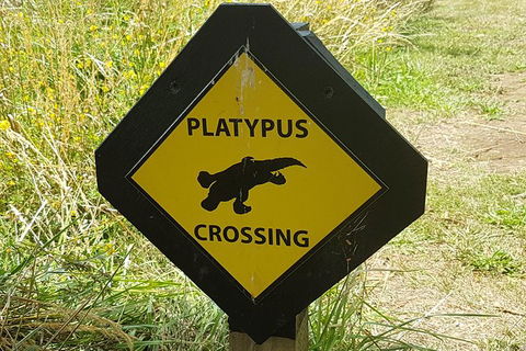 Cruise Ship Excursion: NW Tassie Coastal Explorer - Accommodation Resorts 11