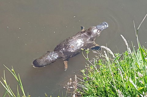 Cruise Ship Excursion: NW Tassie Coastal Explorer - Accommodation Resorts 0