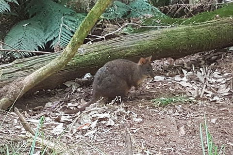 Cruise Ship Excursion: NW Tassie Coastal Explorer - Accommodation Resorts 1