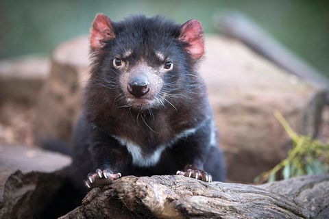 Cruise Ship Special From Hobart: Richmond And Bonorong Wildlife Park Shuttle - Accommodation Resorts 0