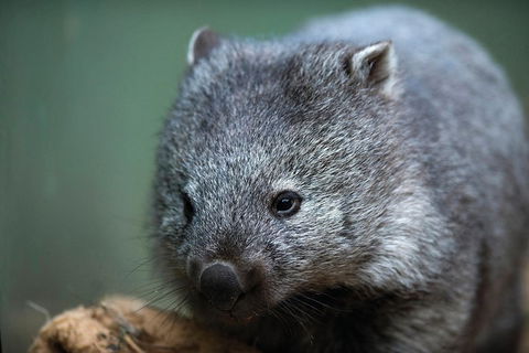 Cruise Ship Special From Hobart: Richmond And Bonorong Wildlife Park Shuttle - Accommodation Resorts 2