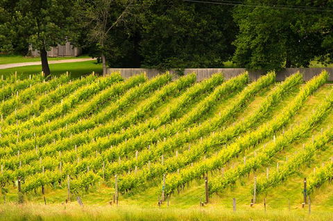 All Inclusive Wine Tour Up The Derwent Valley Hobart: Local Wines & Cheeses - Accommodation Resorts 3