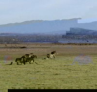 Spend a day in one of Tasmania's best wildlife National Park's - Accommodation Resorts