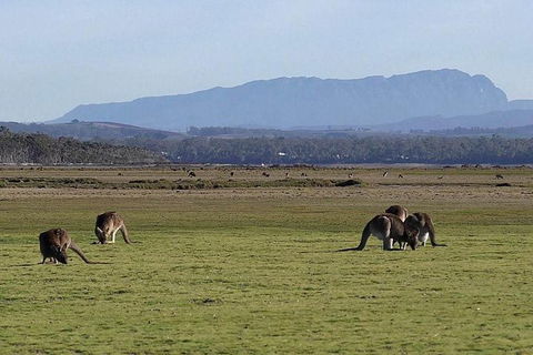 Spend A Day In One Of Tasmania\'s Best Wildlife National Park\'s - Accommodation Resorts 0