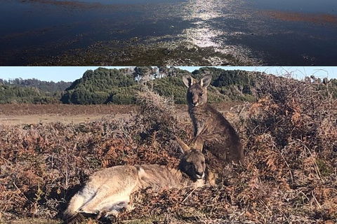 Spend A Day In One Of Tasmania\'s Best Wildlife National Park\'s - Accommodation Resorts 4
