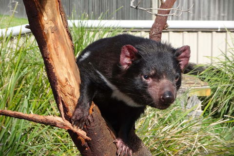 6-Day Tasmania Small-Group Guided Tour With Gourmet Food - Accommodation Resorts 4