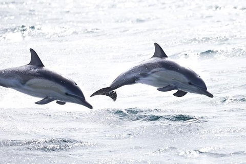 Highlights Of Tasmania Premium Small Group 7 Days Touring Package - Accommodation Resorts 1