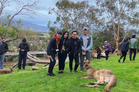 Bonorong Wildlife Volunteer Tour - Accommodation Resorts 1