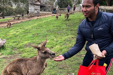 Bonorong Wildlife Volunteer Tour - Accommodation Resorts 2