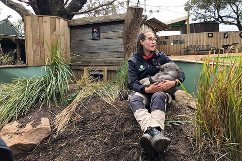 Bonorong Wildlife Volunteer Tour - Accommodation Resorts 5