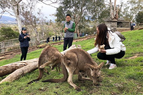 Bonorong Wildlife Volunteer Tour - Accommodation Resorts 3