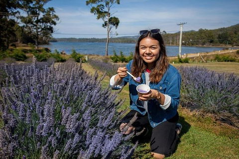 Discover Hobart: Port Arthur And Lavender Farm 1 Day Tour - Accommodation Resorts 2