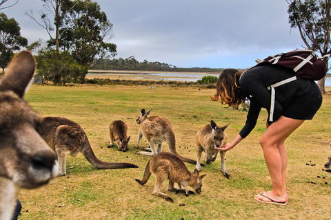 4-Day Fabulous Tasmania Tour: Wineglass Bay, Port Arthur, Devils & Bruny Island - Accommodation Resorts 5