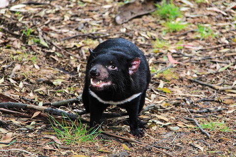 4-Day Fabulous Tasmania Tour: Wineglass Bay, Port Arthur, Devils & Bruny Island - Accommodation Resorts 4