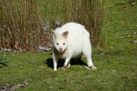 4-Day Fabulous Tasmania Tour: Wineglass Bay, Port Arthur, Devils & Bruny Island - Accommodation Resorts 2