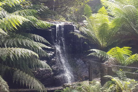 Mt. Wellington Morning Hike + Afternoon Beer & History Walk - Accommodation Resorts 16