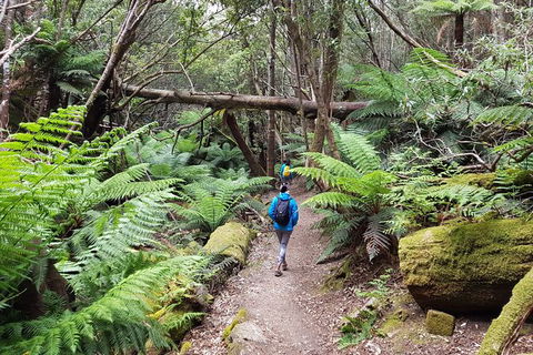 Mt. Wellington Morning Hike + Afternoon Beer & History Walk - Accommodation Resorts 7