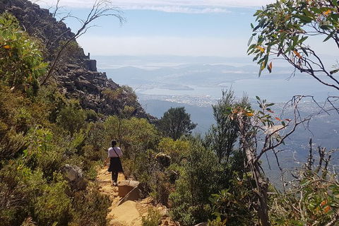 Mt. Wellington Morning Hike + Afternoon Beer & History Walk - Accommodation Resorts 1
