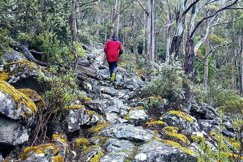 Mt. Wellington Morning Hike + Afternoon Beer & History Walk - Accommodation Resorts 8