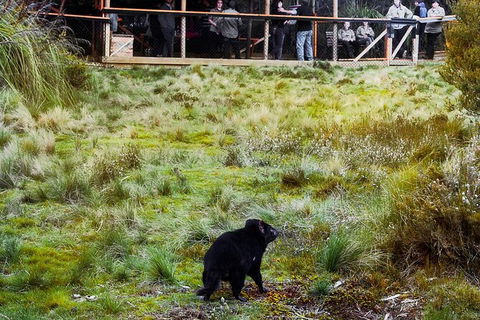 1-Hour Tasmanian Devil Feeding Day Tour At Cradle Mountain - Accommodation Resorts 4