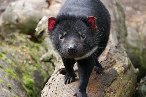 1-Hour Tasmanian Devil Feeding Day Tour At Cradle Mountain - Accommodation Resorts 1