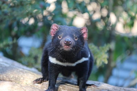 1-Hour Tasmanian Devil Feeding Day Tour At Cradle Mountain - Accommodation Resorts 5