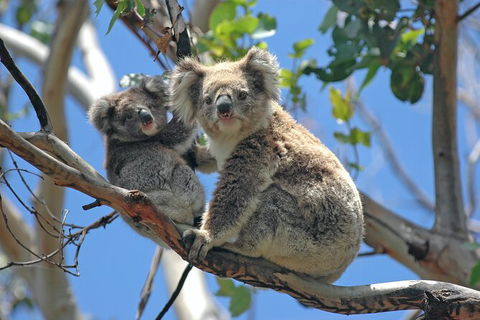 LGBT+ Friendly 12-Hour Great Ocean Road Private Tour - Accommodation Resorts 8