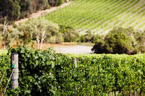 Mornington Peninsula 2-6 Guests With Lunch And Art Walk At Pt Leo Estate - Accommodation Resorts 5