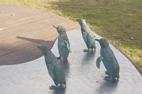 Phillip Island Penguin And Wildlife Tour - Accommodation Resorts 14