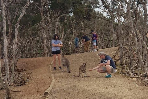 Phillip Island Penguin And Wildlife Tour - Accommodation Resorts 34