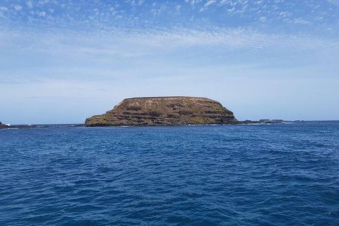 Phillip Island Penguin And Wildlife Tour - Accommodation Resorts 17