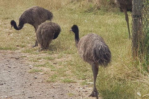 Phillip Island Penguin And Wildlife Tour - Accommodation Resorts 32