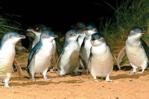 Phillip Island Penguin And Wildlife Tour - Accommodation Resorts 0